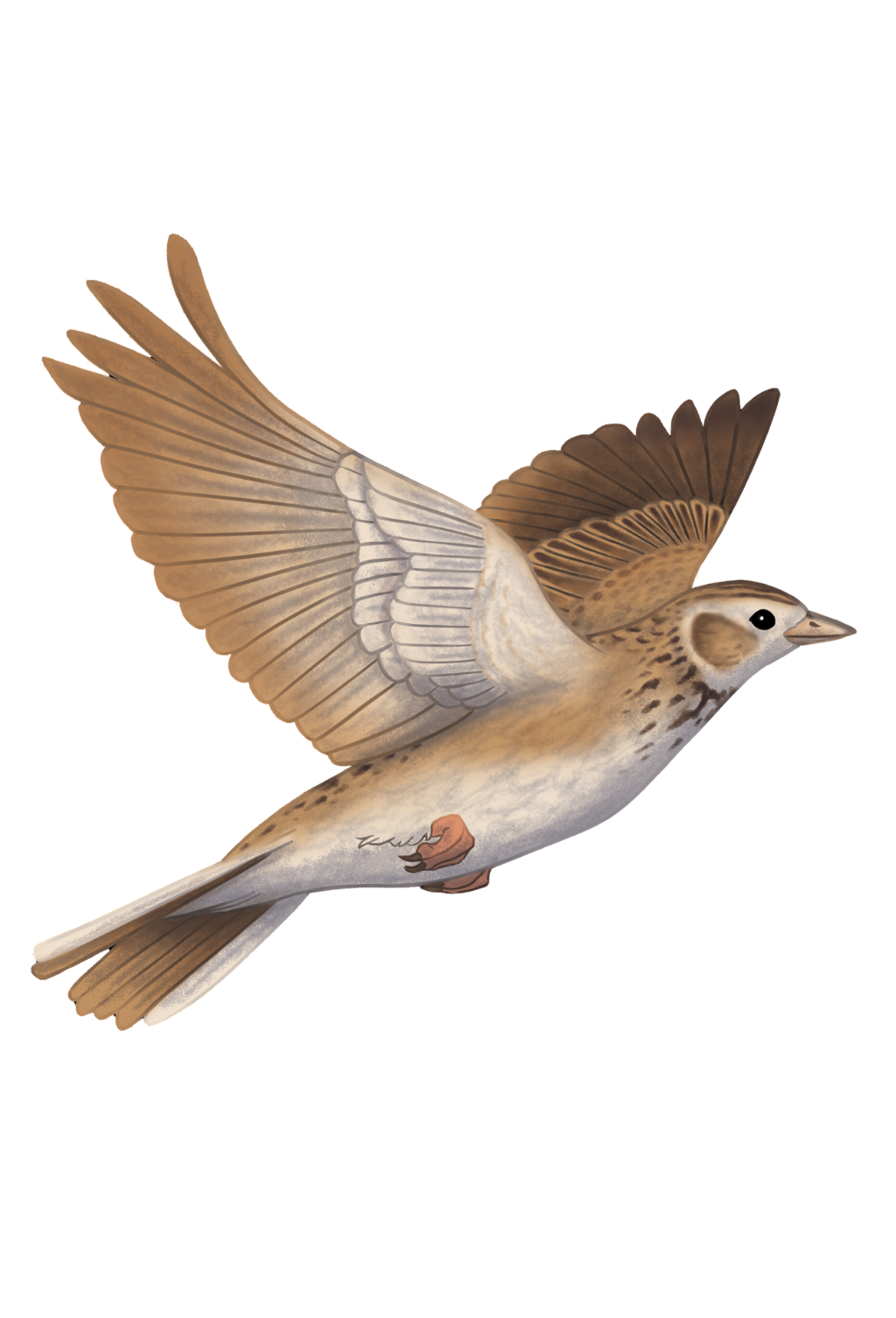 Skylark Illustration