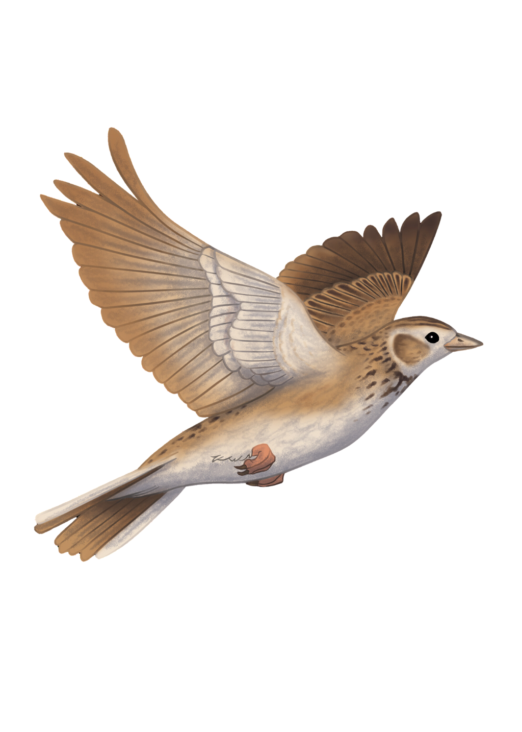 Skylark for Staff Page (1)